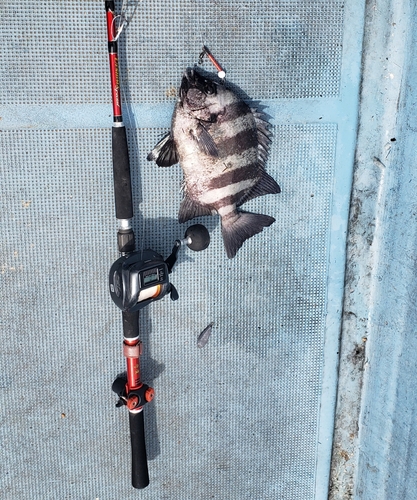 イシダイの釣果