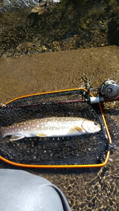 アメマスの釣果