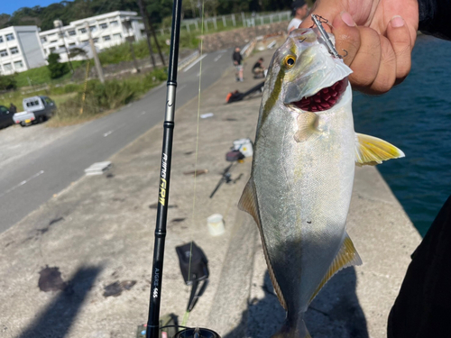 ショゴの釣果