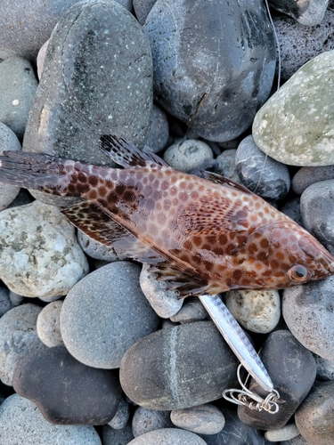 オオモンハタの釣果