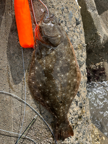 ヒラメの釣果