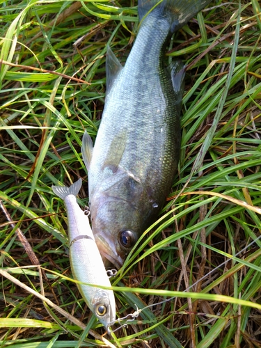 ブラックバスの釣果