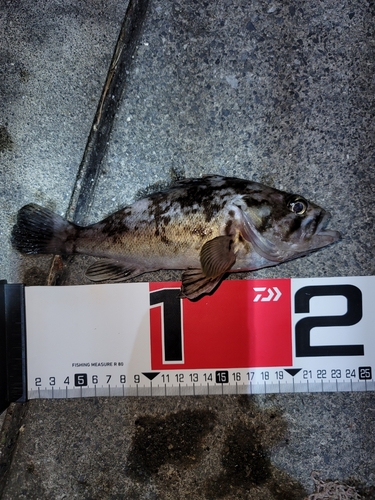 クロソイの釣果