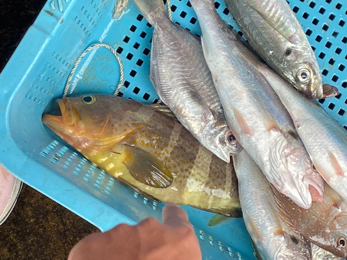 アオハタの釣果