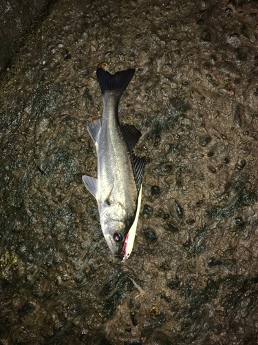 セイゴ（マルスズキ）の釣果