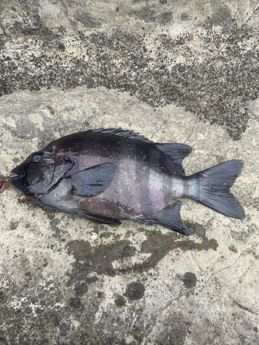 イシダイの釣果