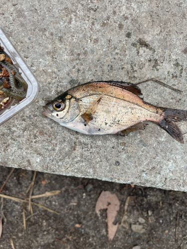 ウミタナゴの釣果