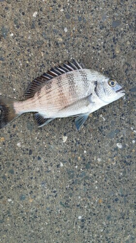 チヌの釣果