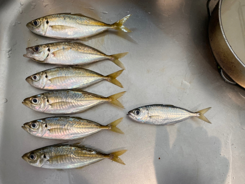 アジの釣果