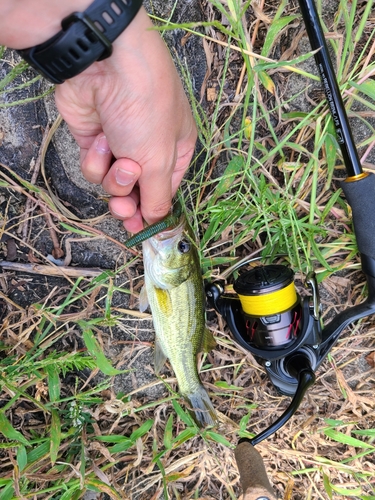 ラージマウスバスの釣果