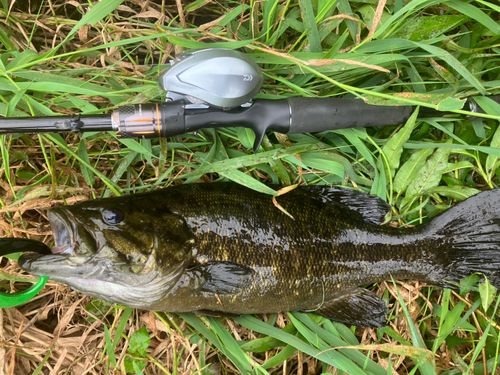 スモールマウスバスの釣果