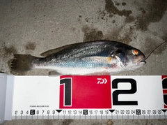 イシモチの釣果