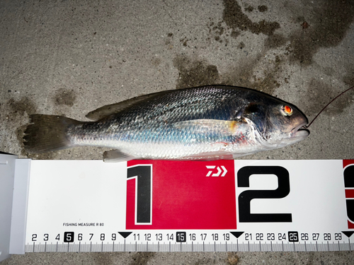 イシモチの釣果