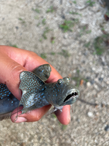 ハゼの釣果