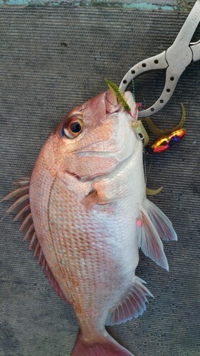 マダイの釣果