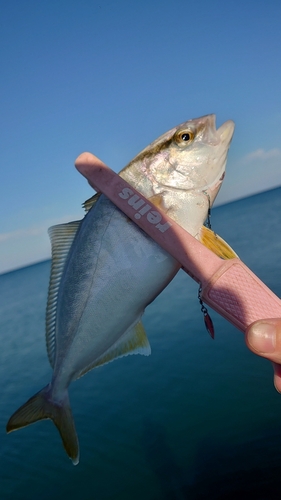 ショゴの釣果