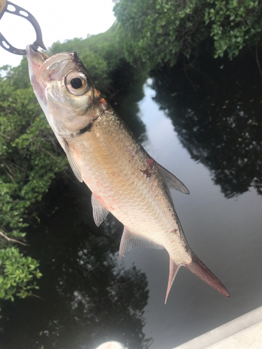 イセゴイの釣果