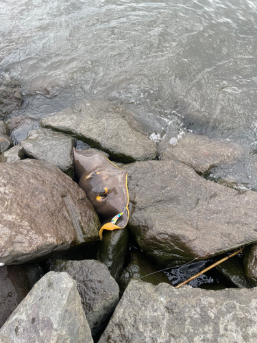 アカエイの釣果