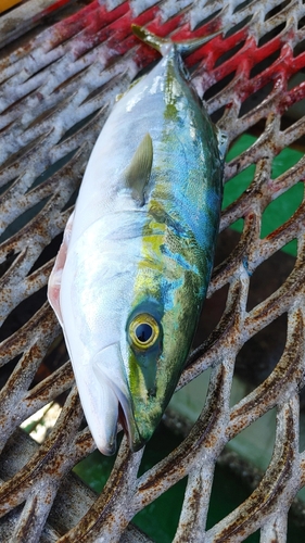 ハマチの釣果