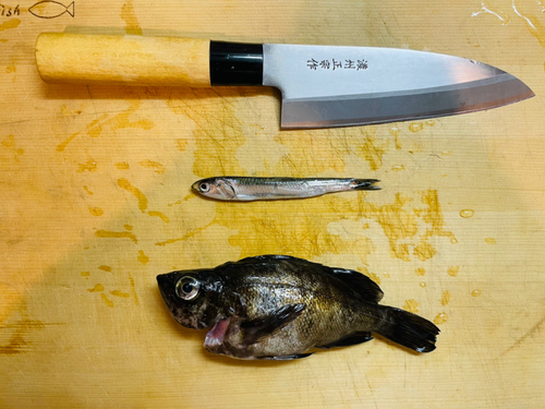 クロメバルの釣果