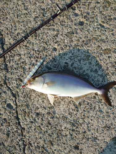 シオの釣果