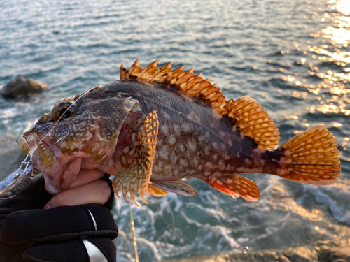 カサゴの釣果