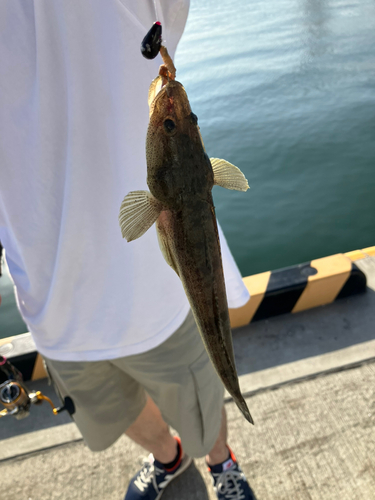 コチの釣果