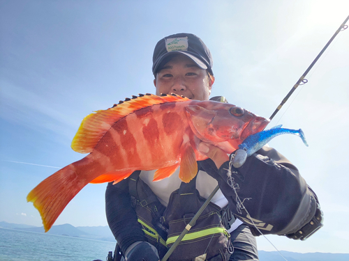 アカハタの釣果