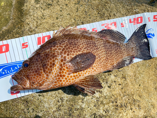 オオモンハタの釣果