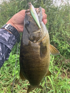 スモールマウスバスの釣果