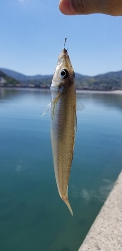 キスの釣果