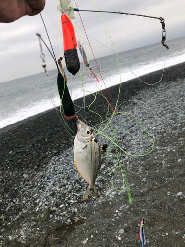 キスの釣果