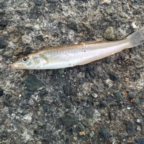 シロギスの釣果