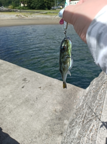 クロサバフグの釣果