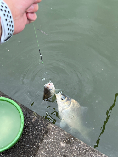 ヘラブナの釣果