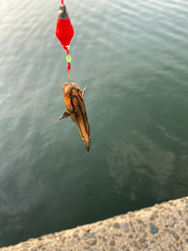 ハゼの釣果