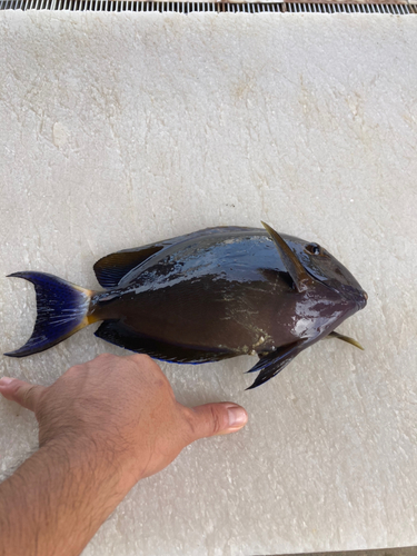 トカジャーの釣果