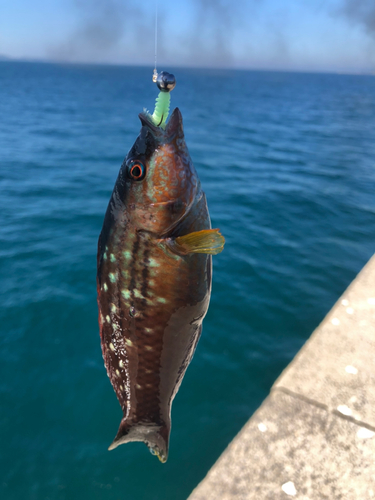 ベラの釣果