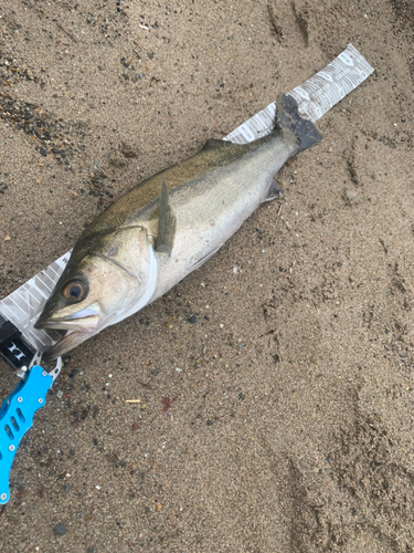 スズキの釣果