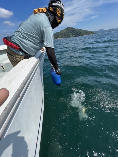 ハマチの釣果