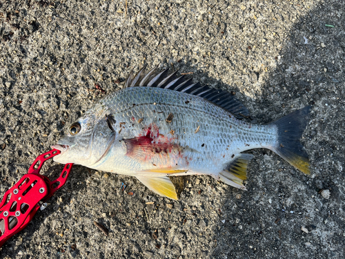 キビレの釣果