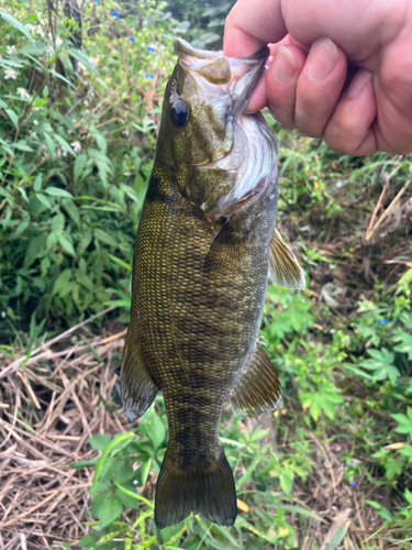 スモールマウスバスの釣果