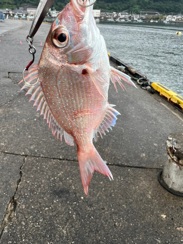 マダイの釣果