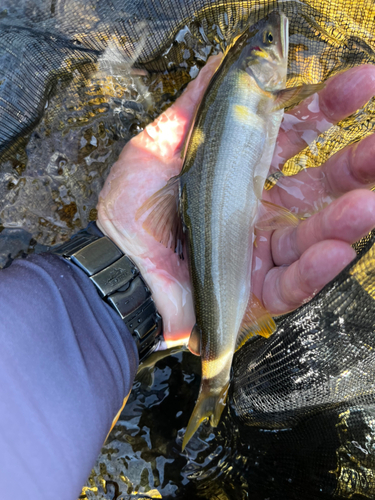 アユの釣果