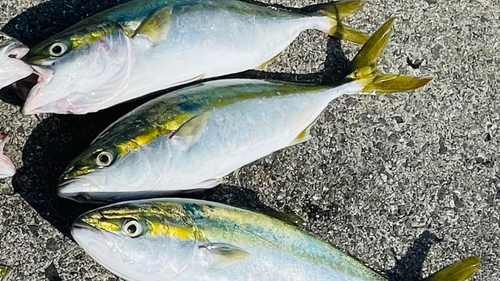 ハマチの釣果