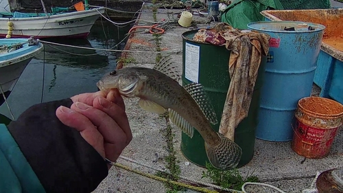 ハゼの釣果