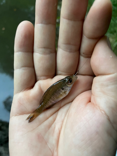 ブルーギルの釣果