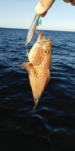 オオモンハタの釣果