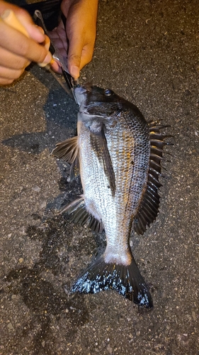 チヌの釣果