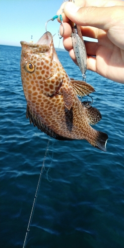 オオモンハタの釣果